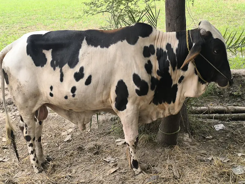 14 Month friesian-brahman bull — photo 3