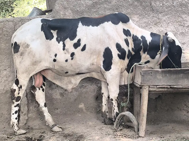 14 Month friesian-brahman bull — photo 4