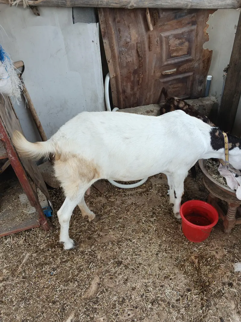 Gulabi Pateri 4 maheene ki Gabban — photo 3
