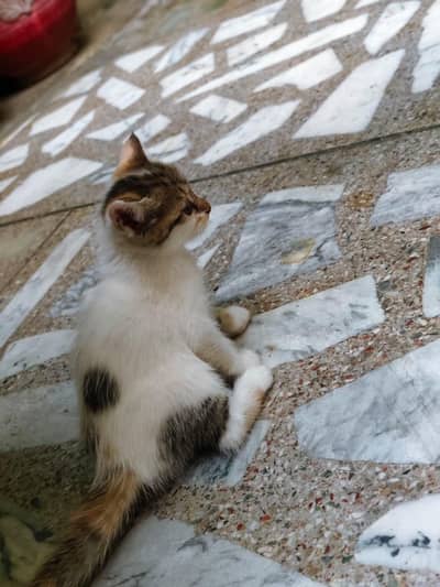 cute little kittens fully trained