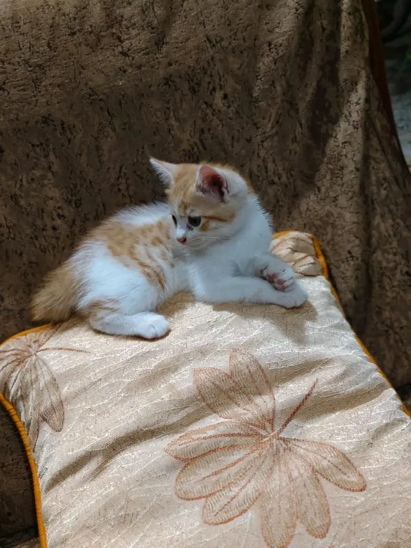 cute little kittens fully trained — photo 3
