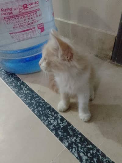 Persian cat