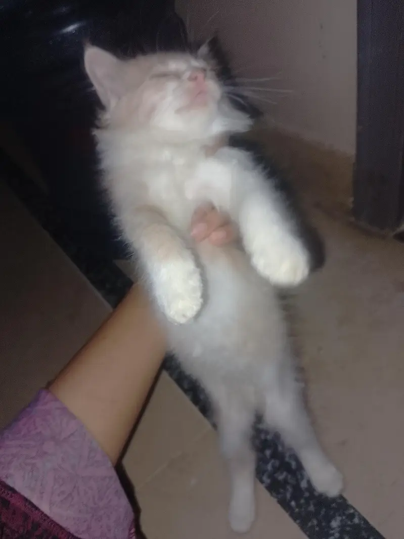 Persian cat male and female both — photo 2