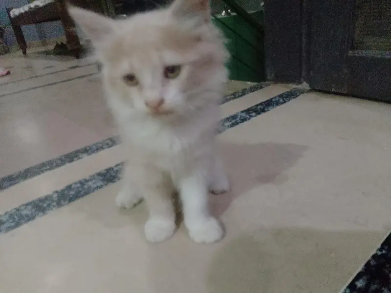 Persian cat male and female both — photo 3