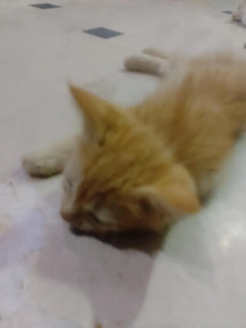 Persian cat male and female both — photo 5