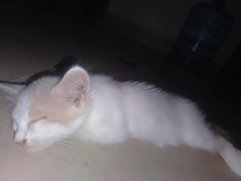 Persian cat male and female both — photo 7
