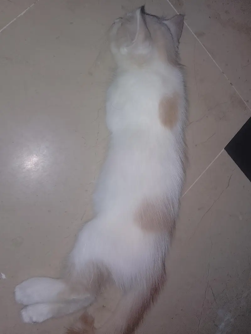 Persian cat male and female both — photo 8