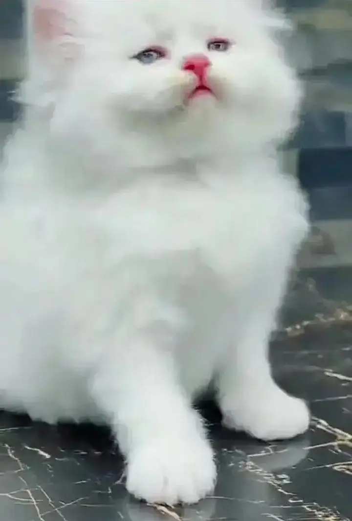 Persian cat for sale — photo 2