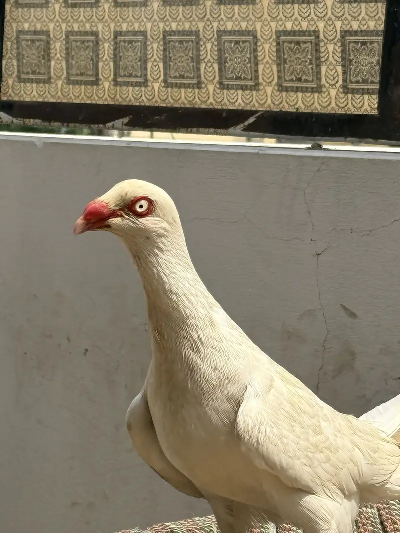 Full active female ande karchuki ha aik dafa — photo 2