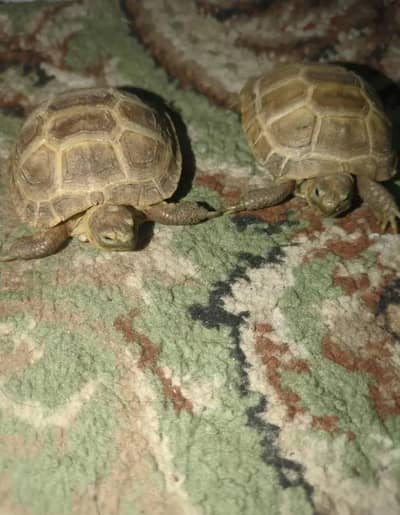 selling my Russian Tortoise
