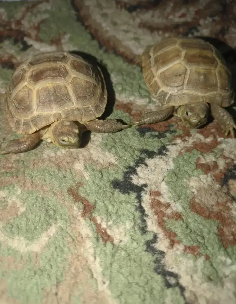 selling my Russian Tortoise