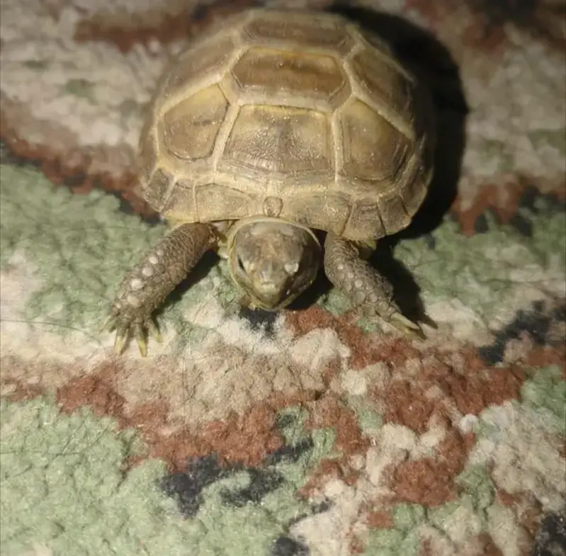 selling my Russian Tortoise — photo 2