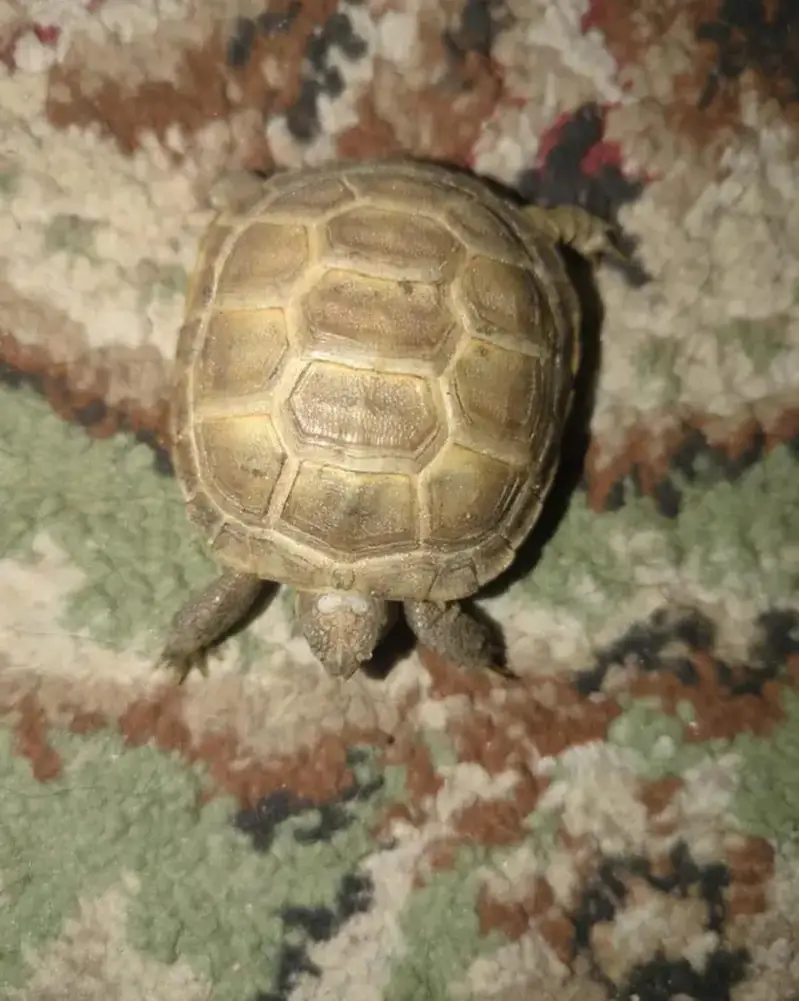 selling my Russian Tortoise — photo 3