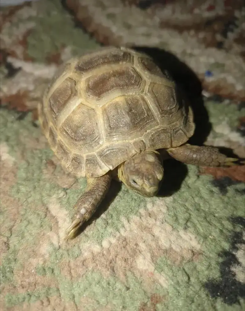 selling my Russian Tortoise — photo 4