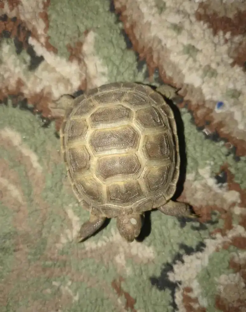 selling my Russian Tortoise — photo 5