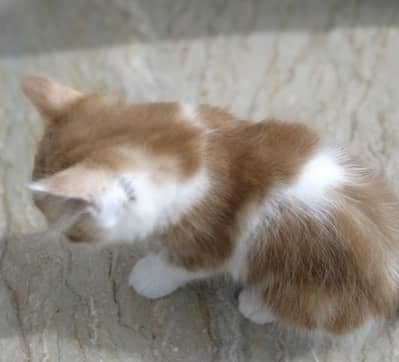 Persian cat