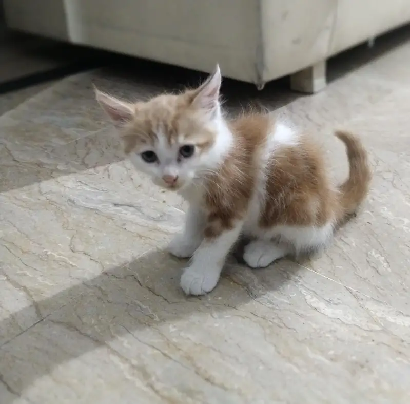 Persian cat — photo 2
