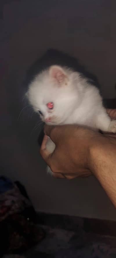 I am selling pure white Persian kitten 1 are punch face and 3doll face