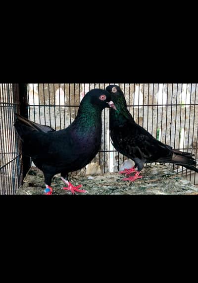 Black flayar piveon