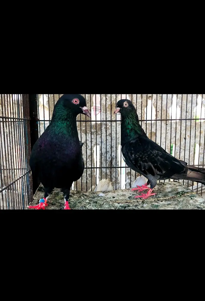 Black flayar piveon — photo 2