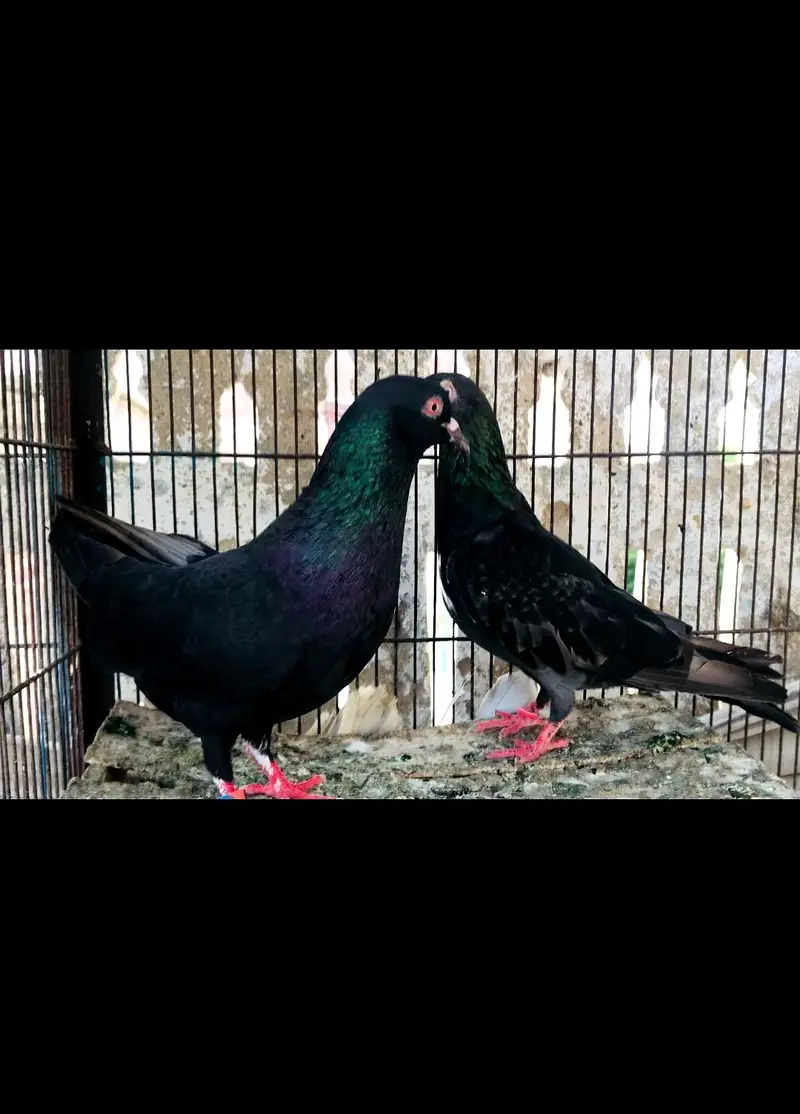 Black flayar piveon — photo 3