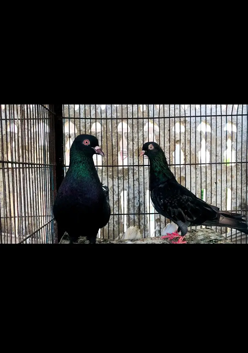 Black flayar piveon — photo 4