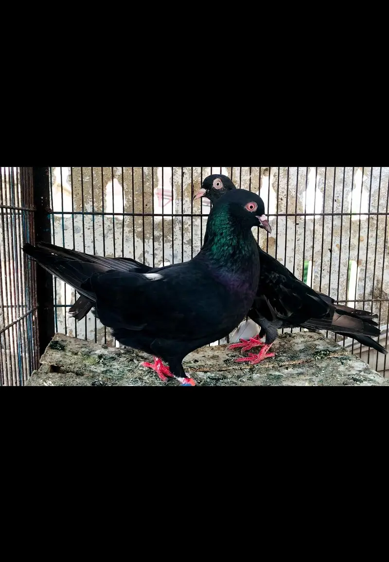 Black flayar piveon — photo 5