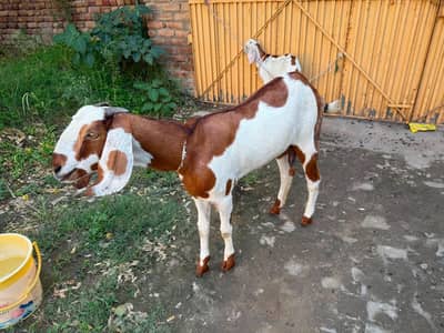 ghaban bakri for sale Anglo nubian cross