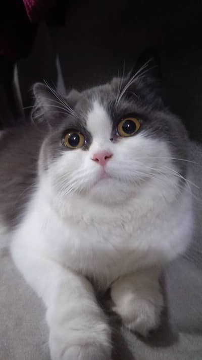 Persian Cat For Sale