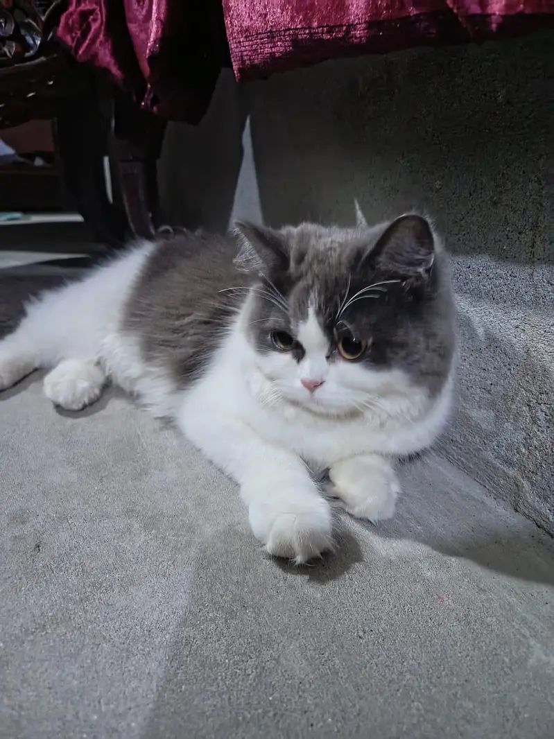 Persian Cat For Sale — photo 2