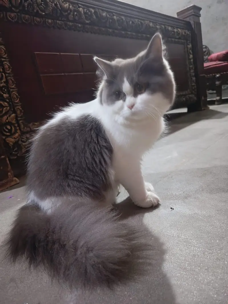 Persian Cat For Sale — photo 3