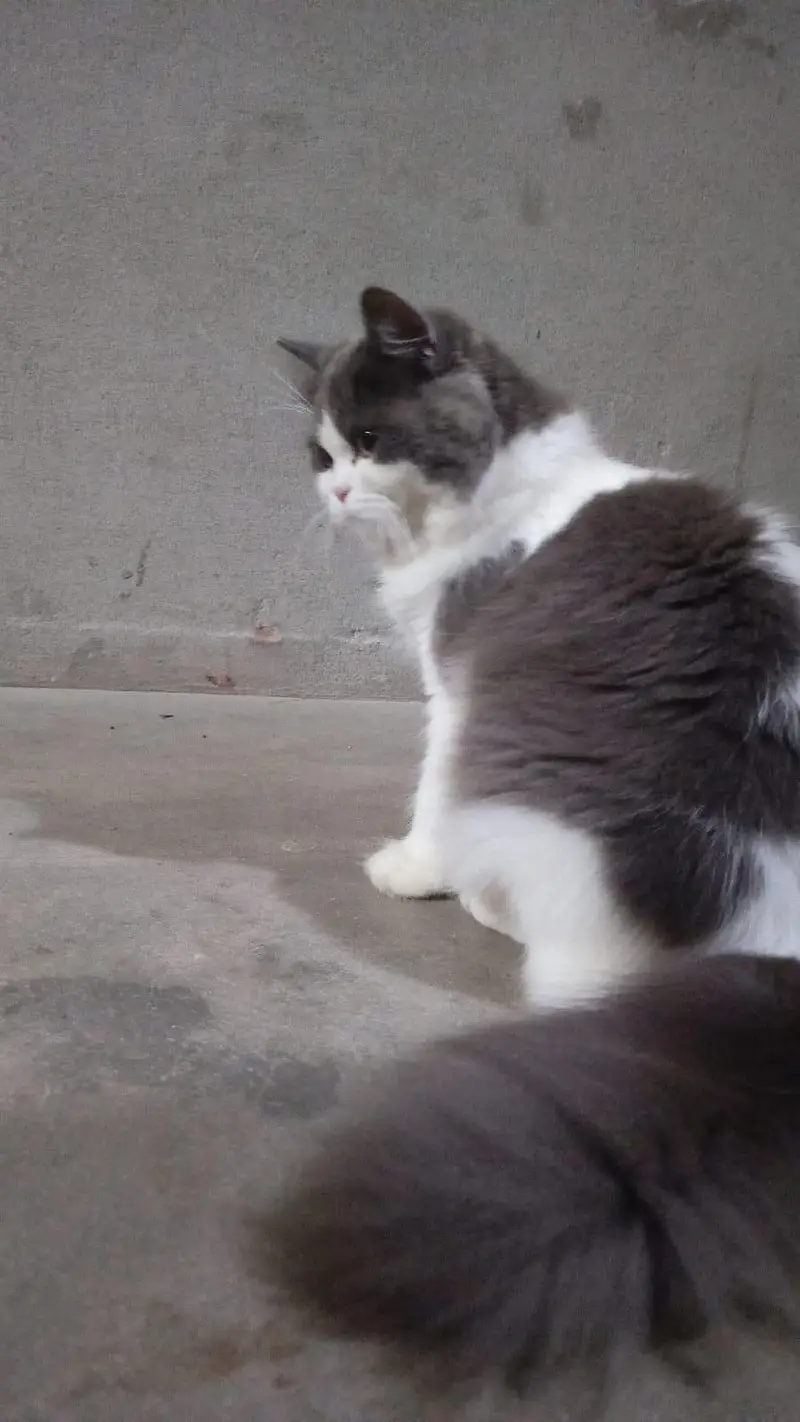 Persian Cat For Sale — photo 4