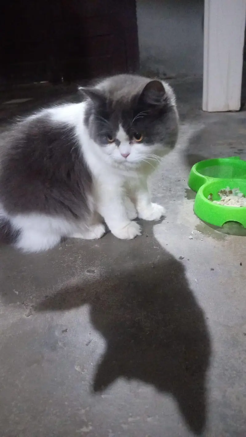 Persian Cat For Sale — photo 5