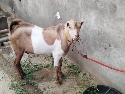 Teda Fresh 2 dant Male for sale Breeder or Qurbani 2027