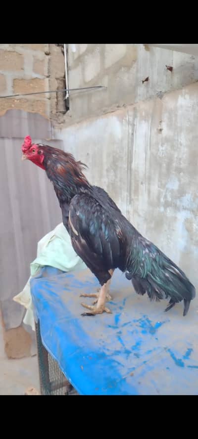 Mashallah High quality Mushka Breeder
