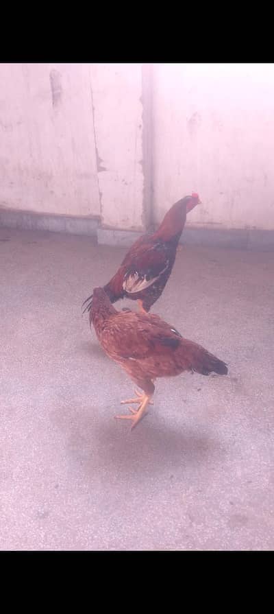 seel murga or murgi