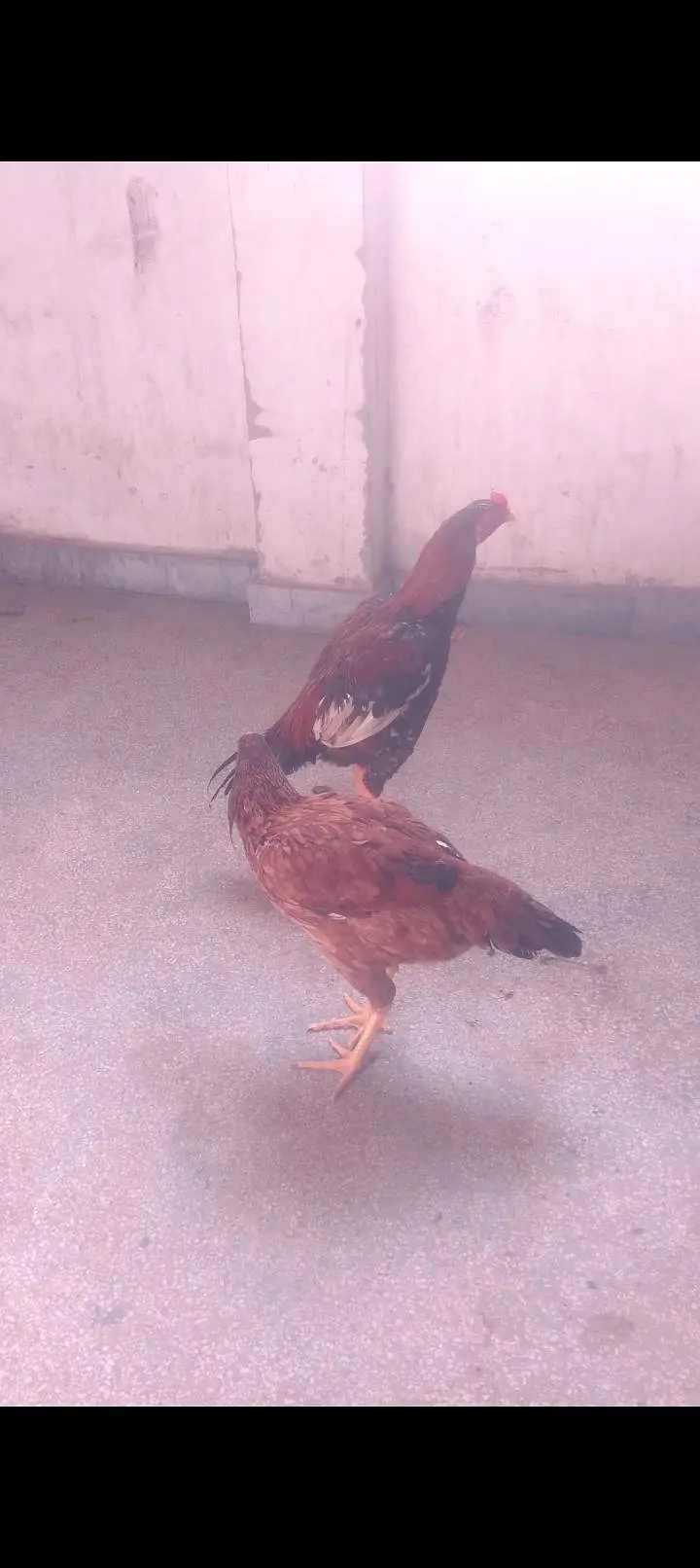 seel murga or murgi
