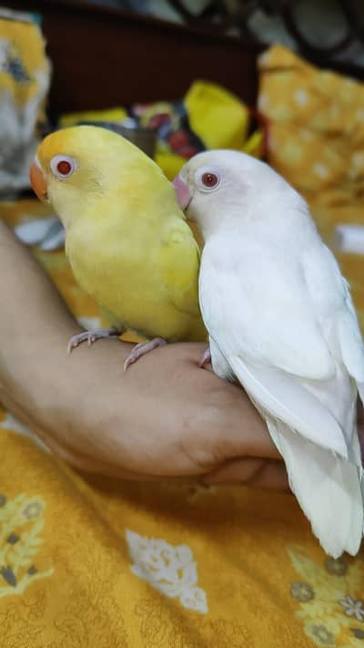 Hand Tamed Red eyes Love Bird Freindly Pair Graunte Bite free