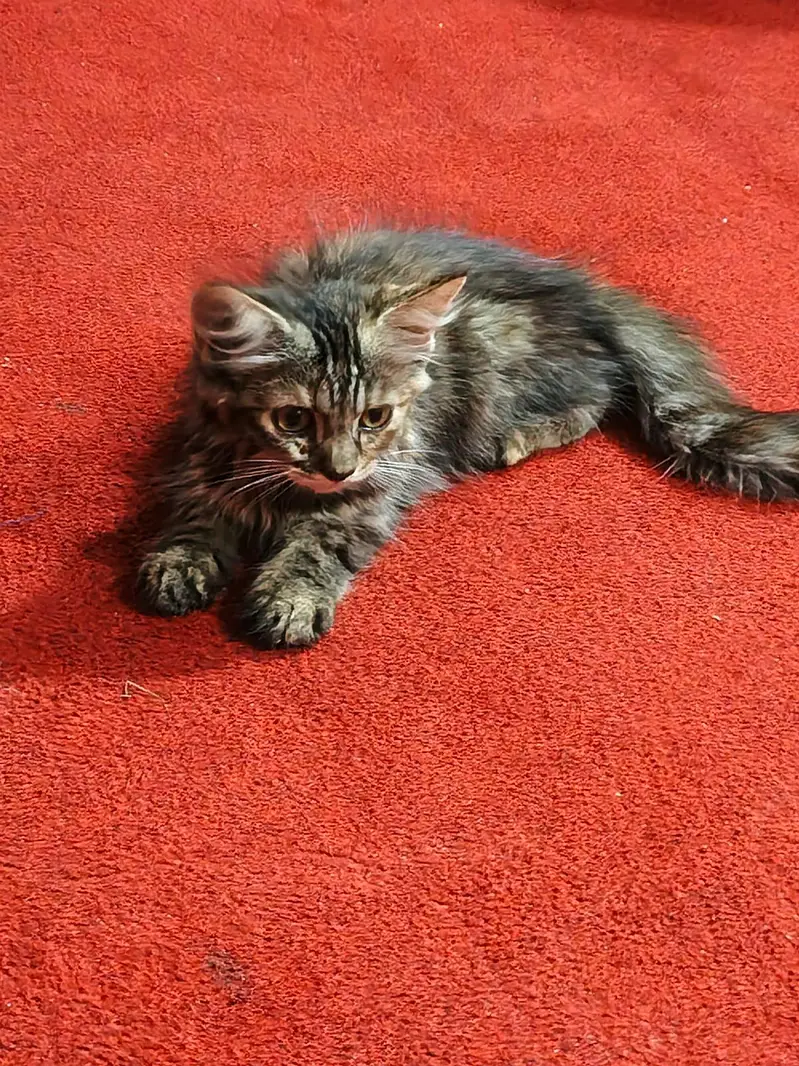 This kitten appear to be  brown tabby potentially Maine Coon free food — photo 2
