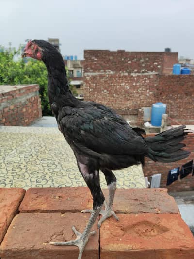 pure pens pakoya aseel