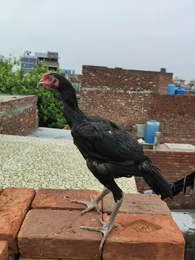 pure pens pakoya aseel — photo 2