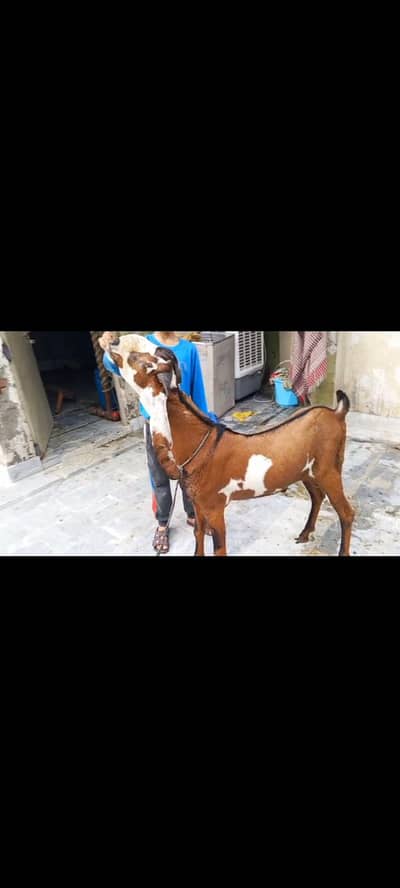 Goats Available 2 male and 3 female awla nasal