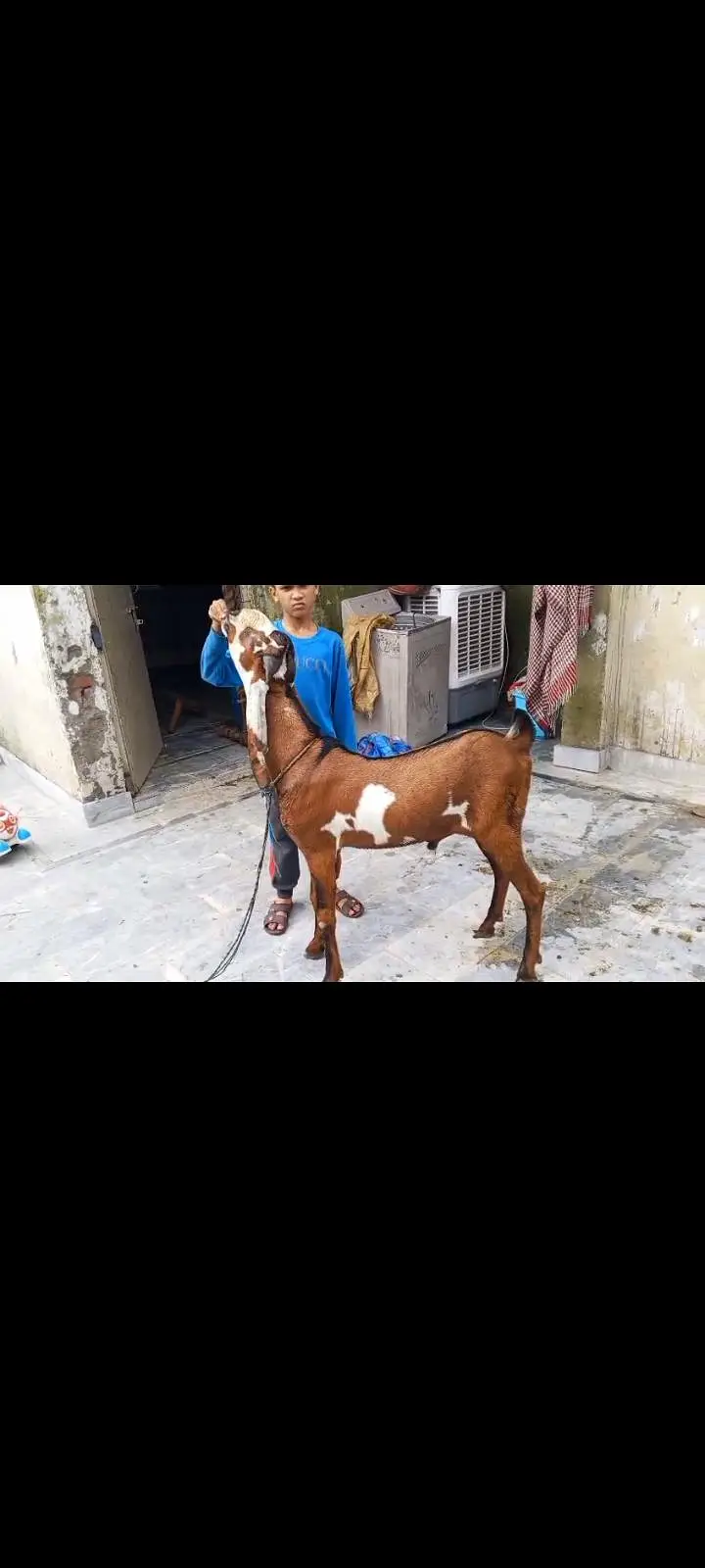 Goats Available 2 male and 3 female awla nasal — photo 2