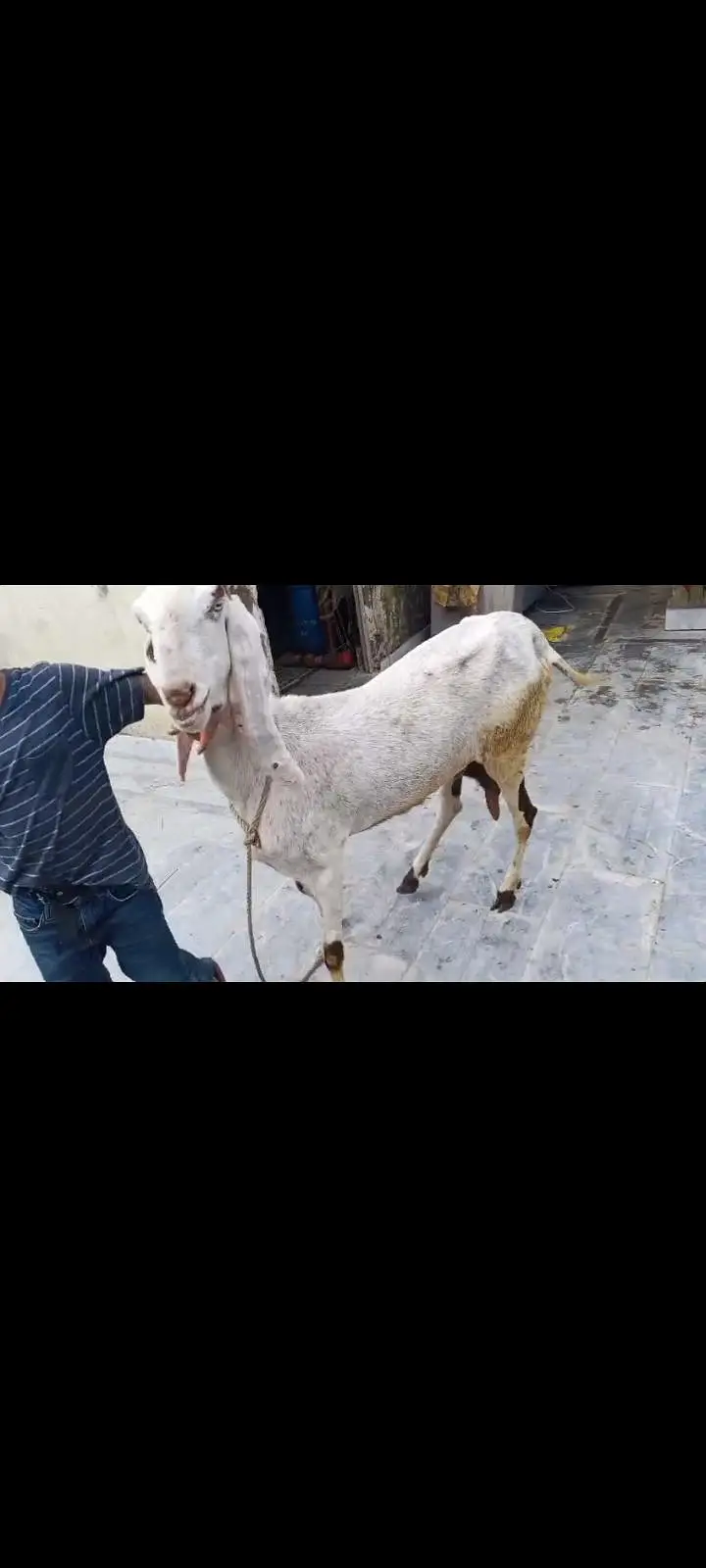 Goats Available 2 male and 3 female awla nasal — photo 3