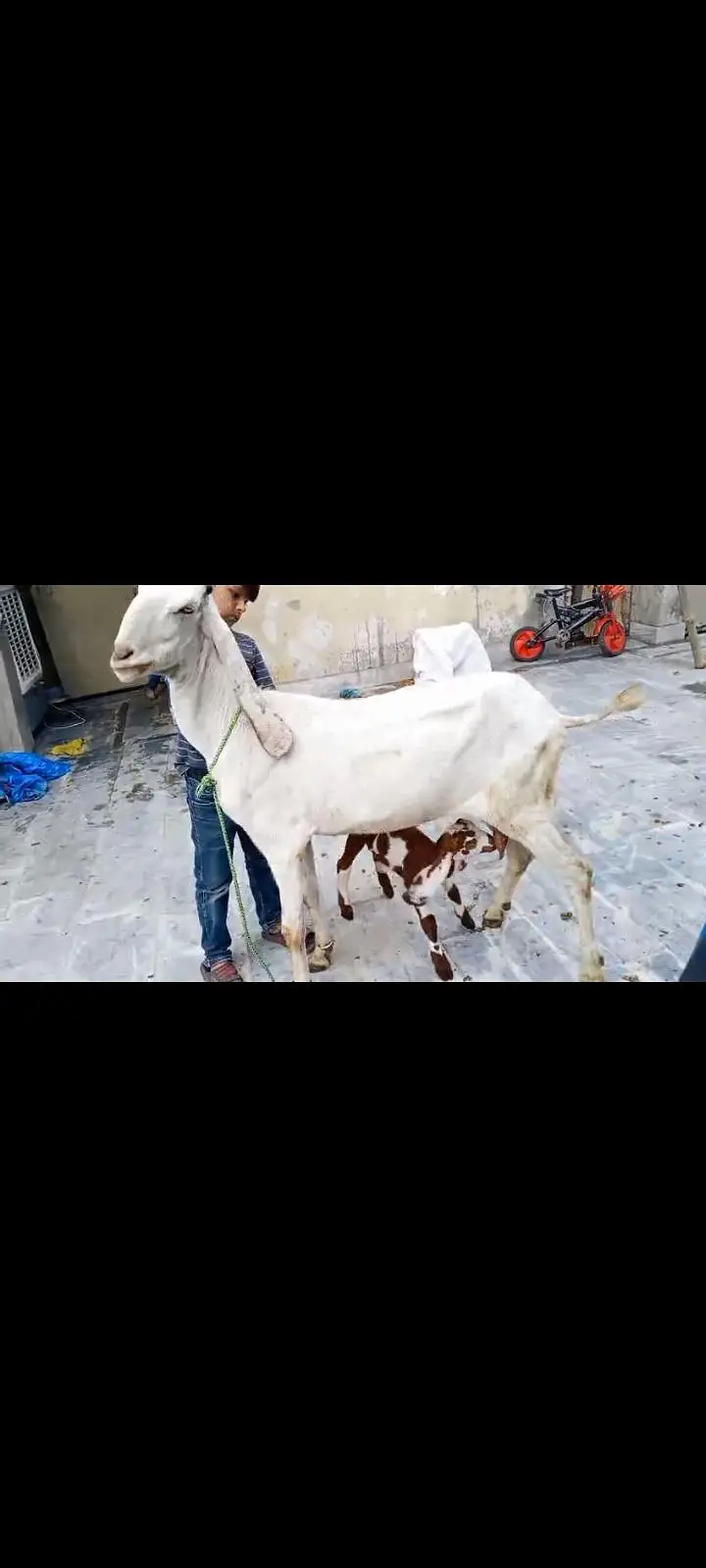 Goats Available 2 male and 3 female awla nasal — photo 4