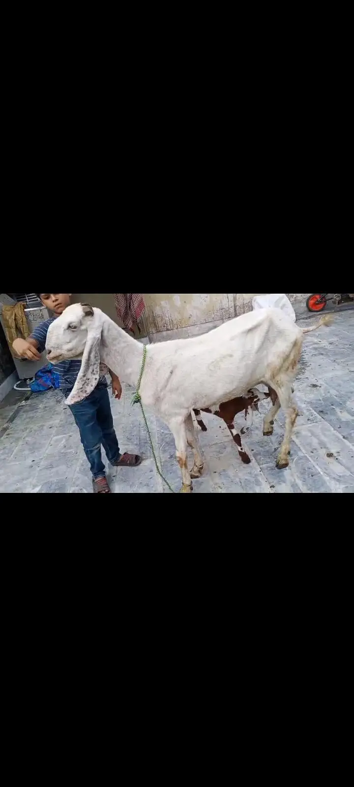 Goats Available 2 male and 3 female awla nasal — photo 5