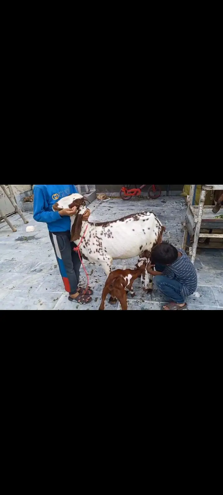 Goats Available 2 male and 3 female awla nasal — photo 6