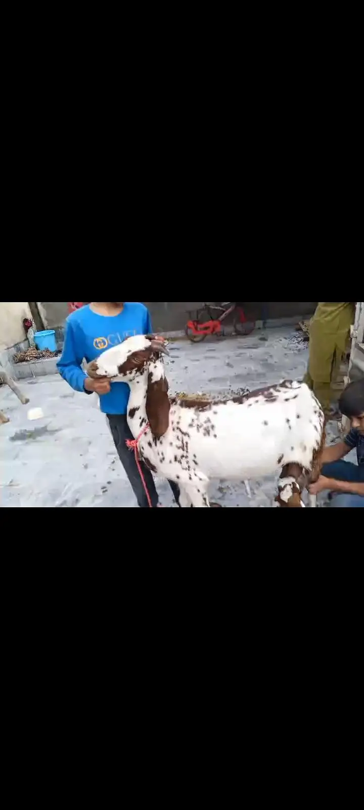 Goats Available 2 male and 3 female awla nasal — photo 7