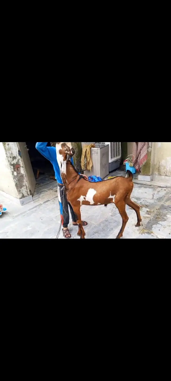 Goats Available 2 male and 3 female awla nasal — photo 9
