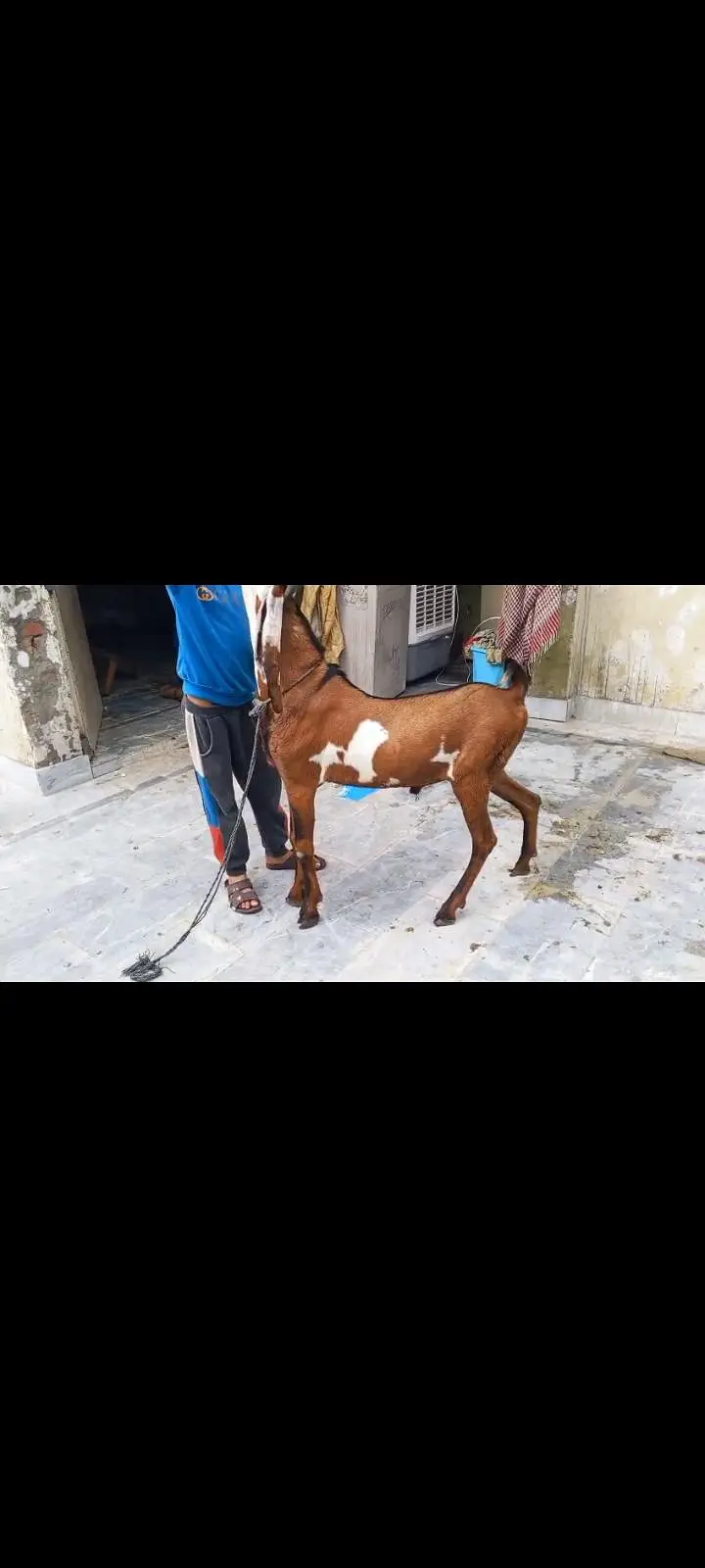 Goats Available 2 male and 3 female awla nasal — photo 11